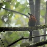 Broad-billed Motmot