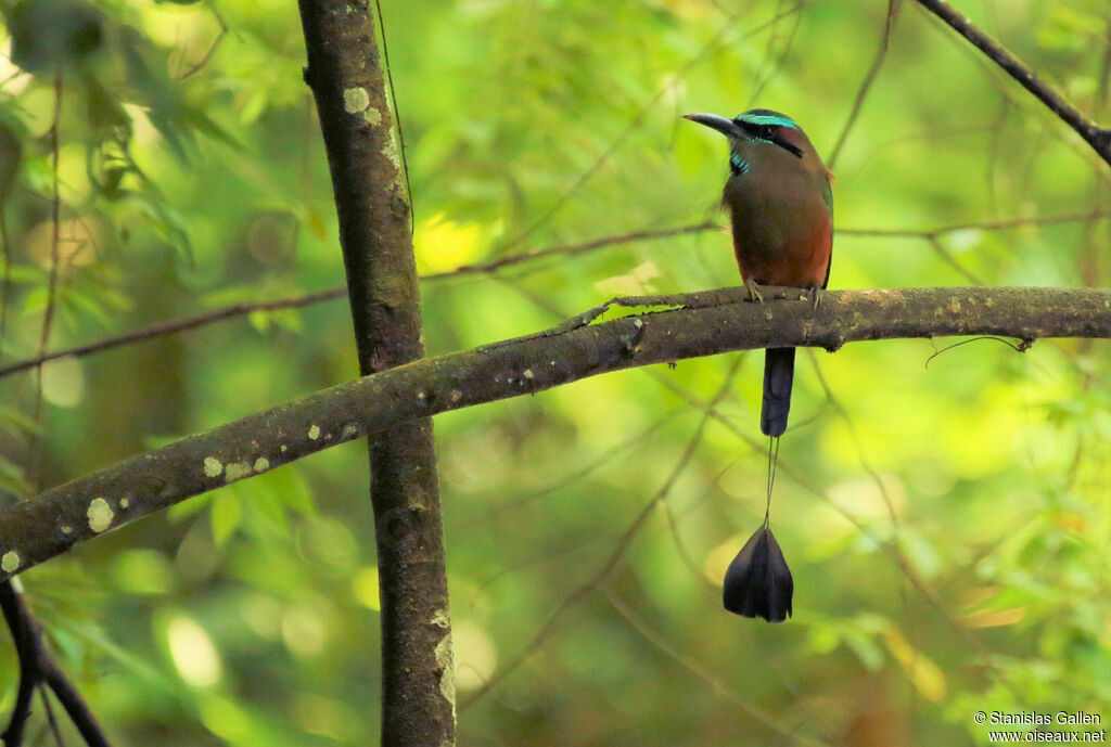 Turquoise-browed Motmotadult breeding, close-up portrait