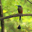 Motmot à sourcils bleus