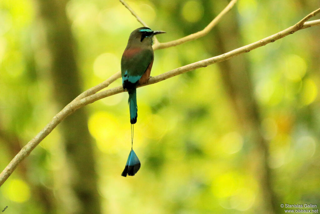 Turquoise-browed Motmotadult breeding