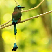 Turquoise-browed Motmot