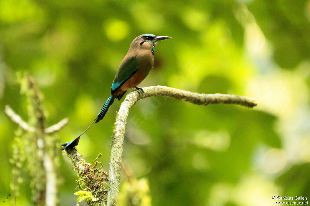 Turquoise-browed Motmotadult breeding