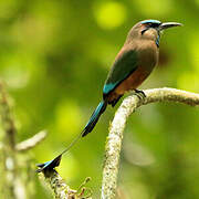 Turquoise-browed Motmot