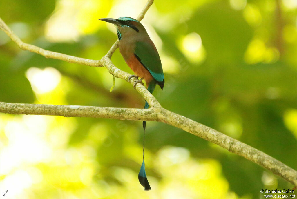 Motmot à sourcils bleusadulte nuptial