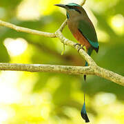 Turquoise-browed Motmot