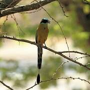 Whooping Motmot