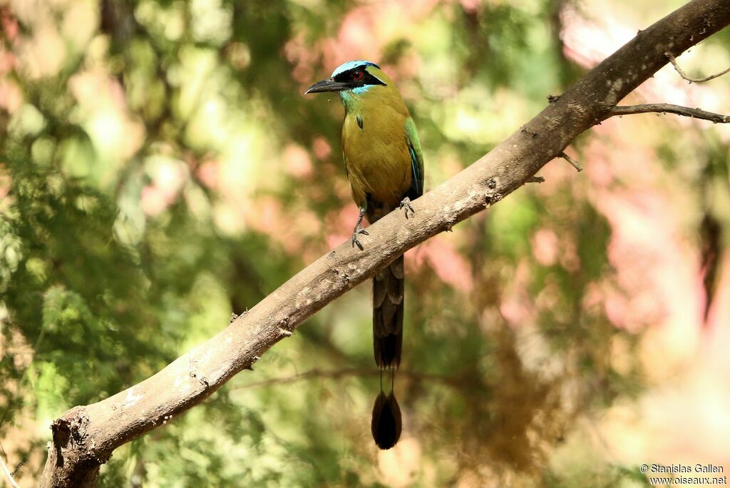 Motmot caraïbeadulte