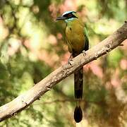 Whooping Motmot