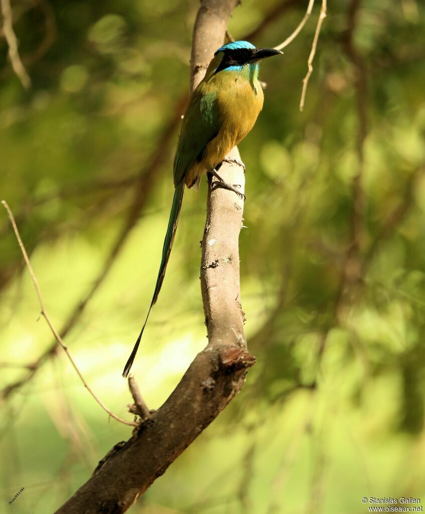 Motmot caraïbeadulte