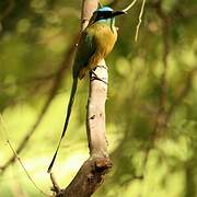 Whooping Motmot