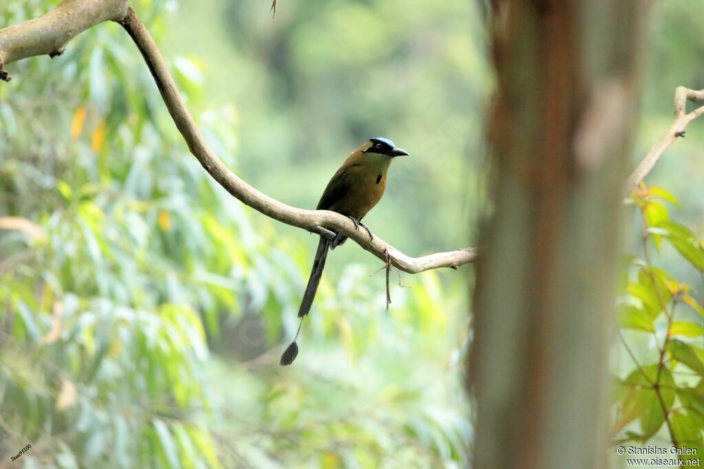 Andean Motmot