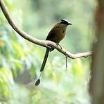 Motmot d'Équateur