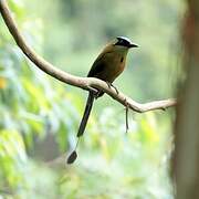 Andean Motmot