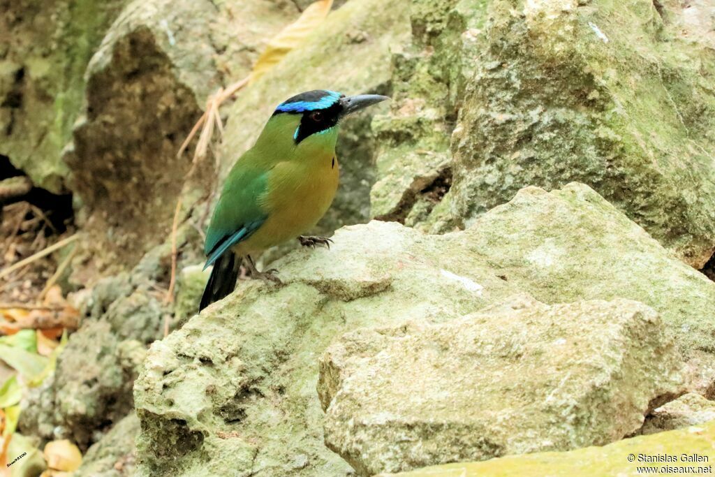 Motmot de Lessonadulte