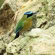 Motmot de Lesson