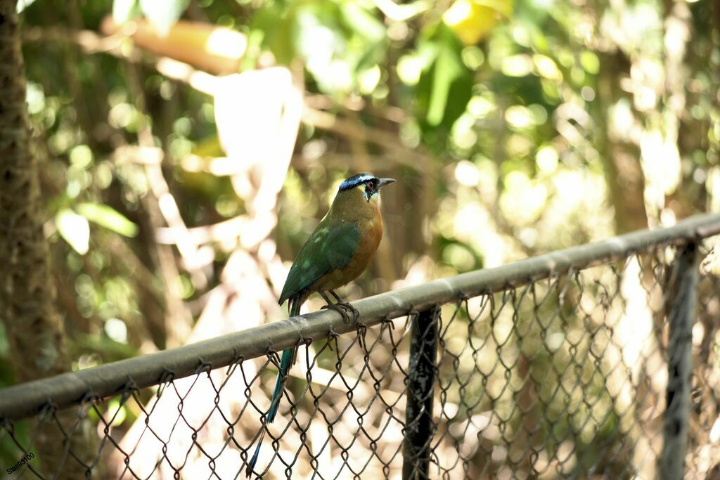 Motmot de Lesson mâle adulte