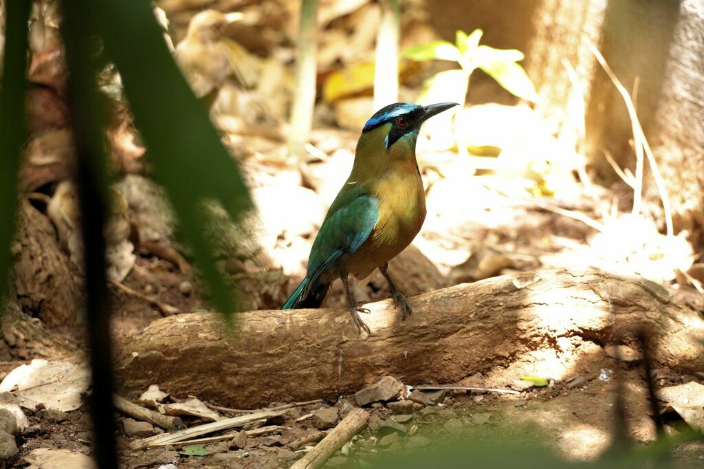 Lesson's Motmot male adult