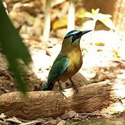 Motmot de Lesson