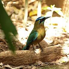 Motmot de Lesson