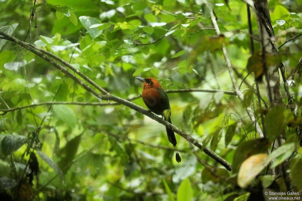 Rufous Motmotadult