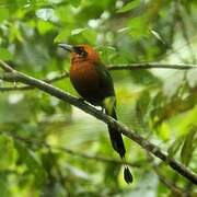 Rufous Motmot