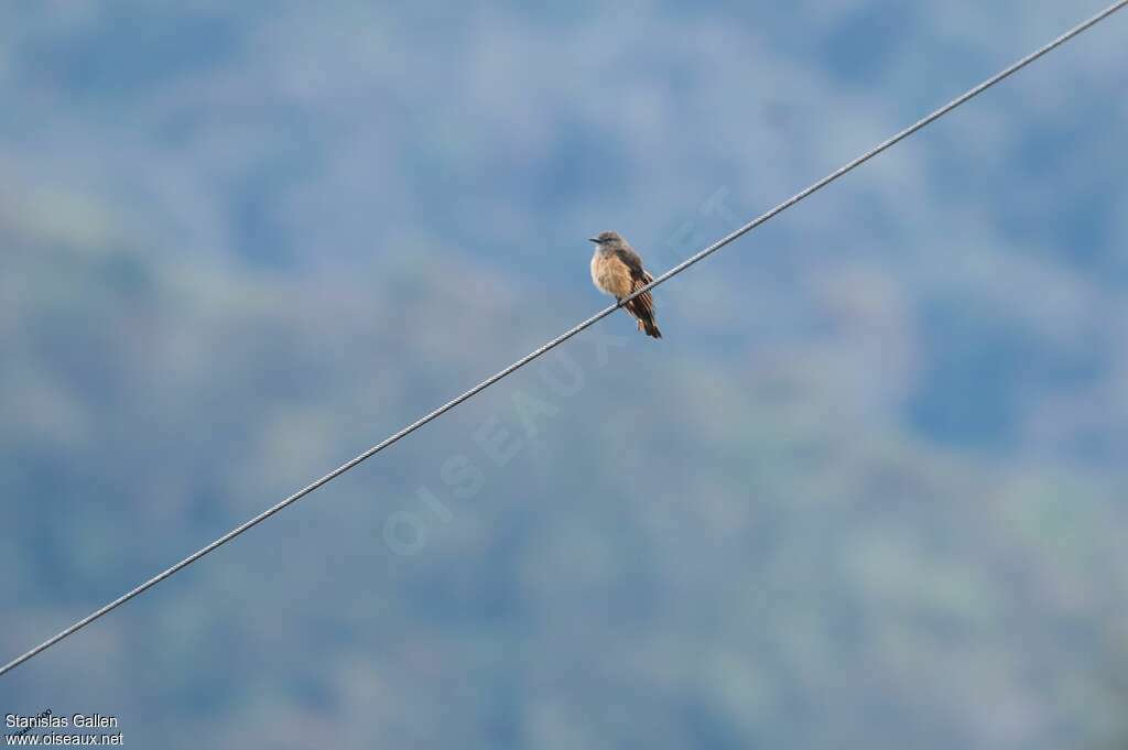 Streak-throated Bush Tyrantadult, Behaviour