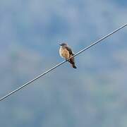 Streak-throated Bush Tyrant