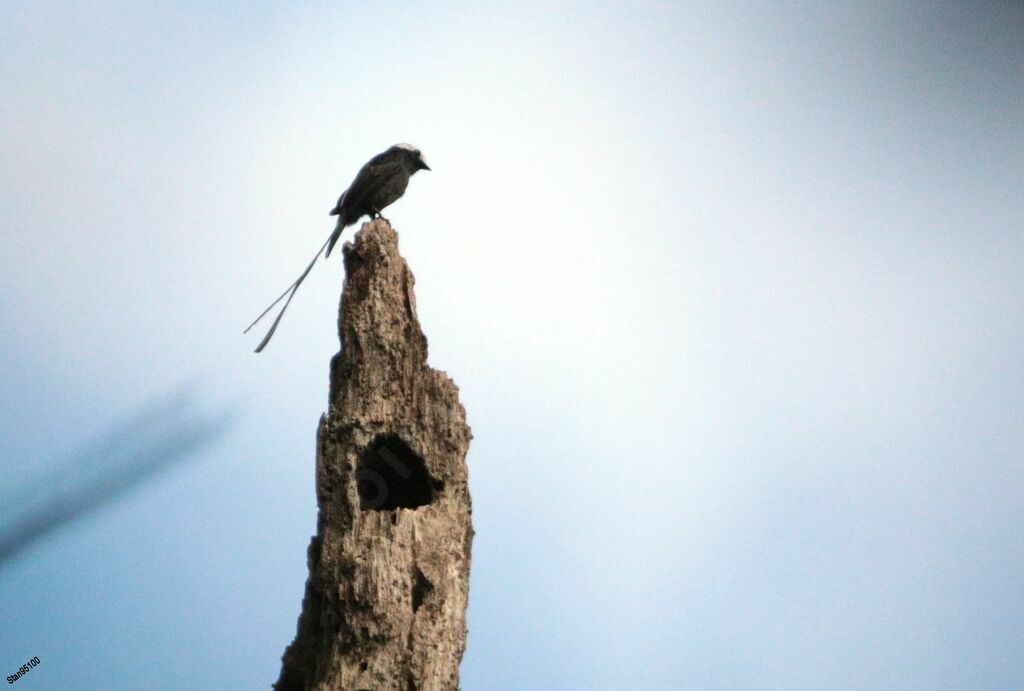 Long-tailed Tyrant male adult breeding