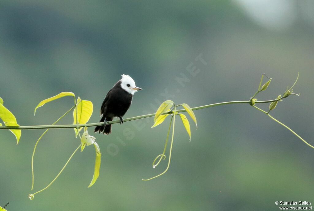 White-headed Marsh Tyrant male adult breeding