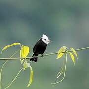 White-headed Marsh Tyrant