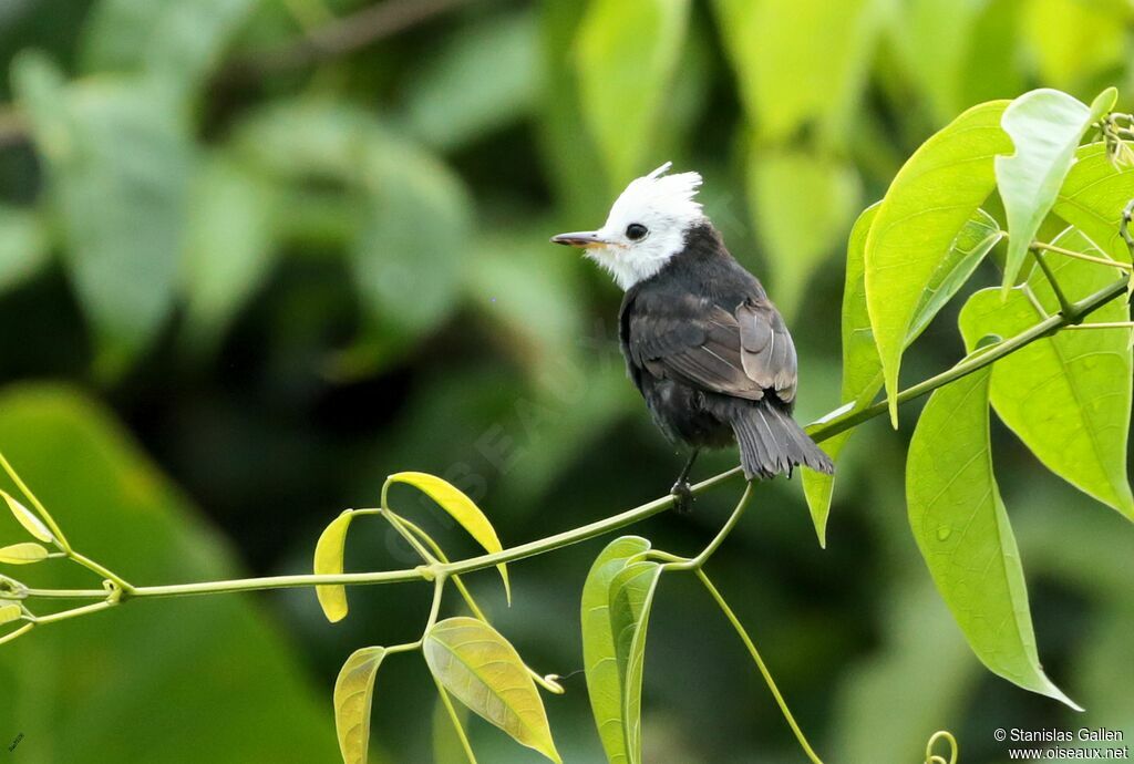 White-headed Marsh Tyrant male adult breeding