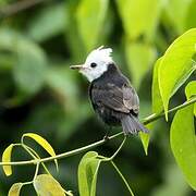 White-headed Marsh Tyrant