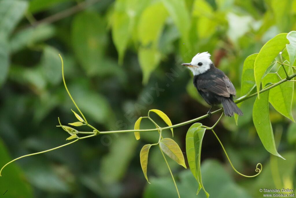 White-headed Marsh Tyrant male adult breeding