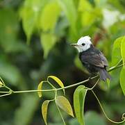 White-headed Marsh Tyrant