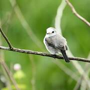 White-headed Marsh Tyrant