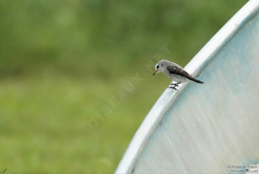 White-headed Marsh Tyrant female adult breeding