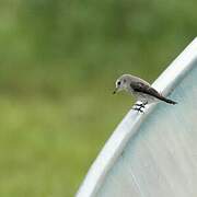 White-headed Marsh Tyrant