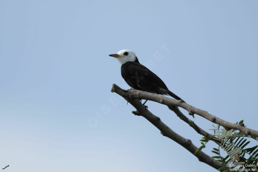 White-headed Marsh Tyrantadult