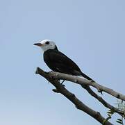 White-headed Marsh Tyrant