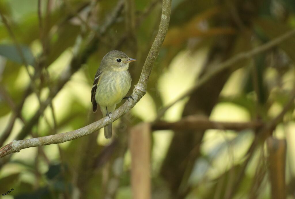 Yellow-bellied Flycatcheradult