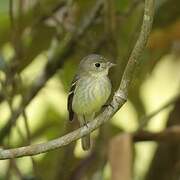 Yellow-bellied Flycatcher