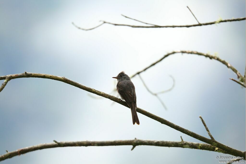 Smoke-colored Peweeadult