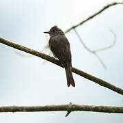 Smoke-colored Pewee