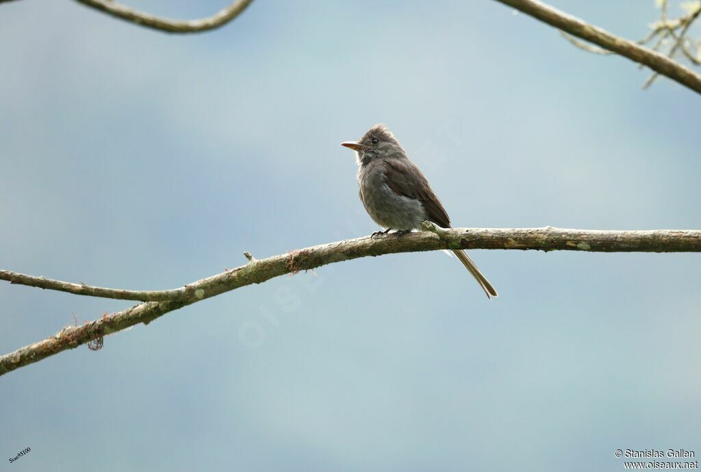 Smoke-colored Peweeadult