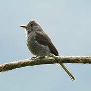 Smoke-colored Pewee