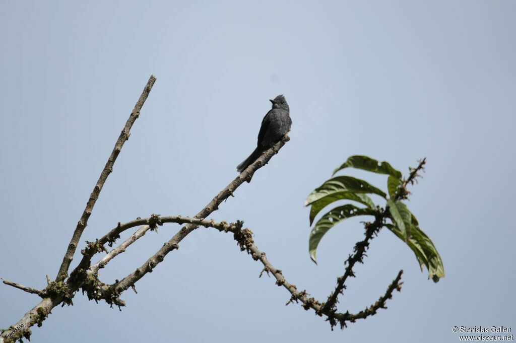 Smoke-colored Peweeadult