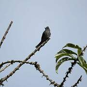 Smoke-colored Pewee