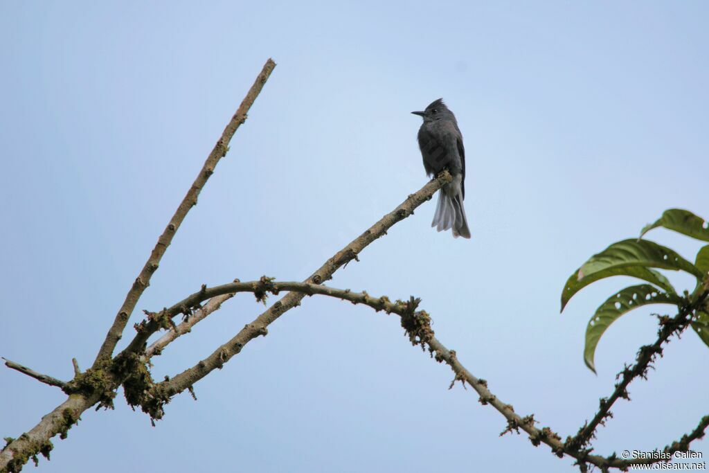 Smoke-colored Peweeadult