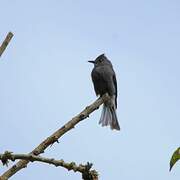 Smoke-colored Pewee