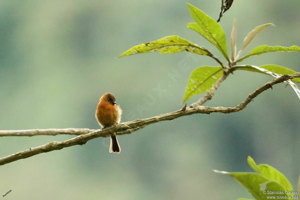 Cinnamon Flycatcheradult